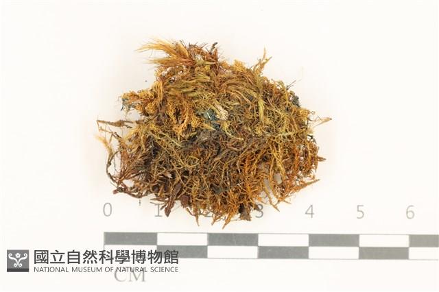 黃曲柄蘚藏品圖，第1張