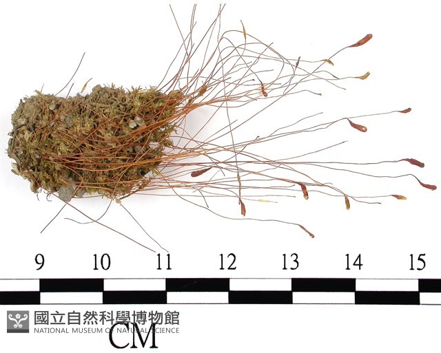 葫蘆蘚藏品圖，第1張