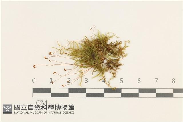 登錄號:B00014096藏品圖，第1張
