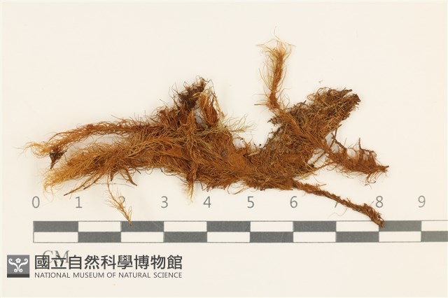 登錄號:B00003096藏品圖，第1張