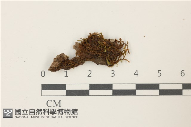 皺葉牛舌蘚藏品圖，第1張