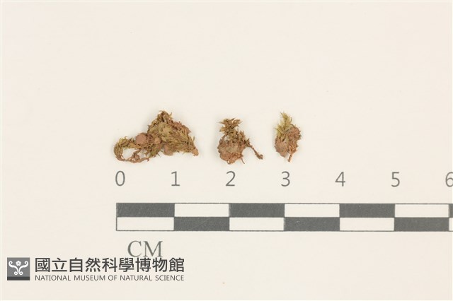 叢生真蘚藏品圖，第1張
