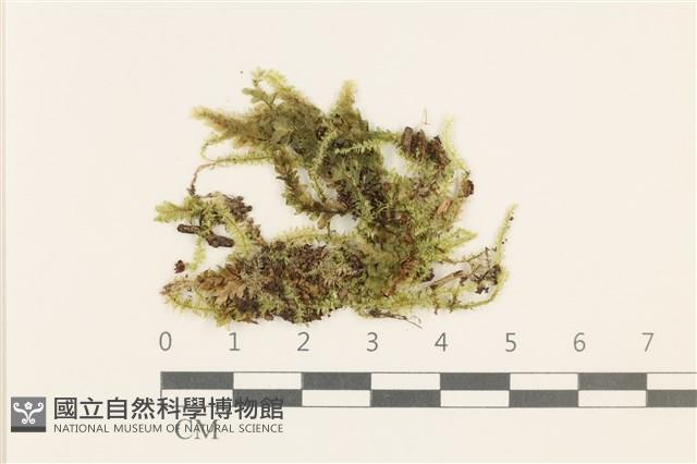 登錄號:B00011996藏品圖，第1張