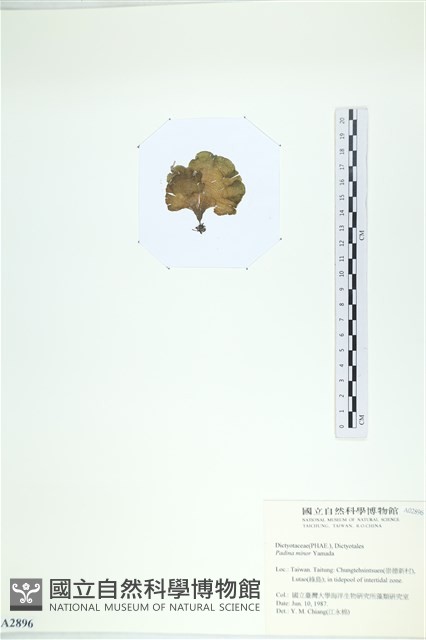小團扇藻藏品圖，第3張