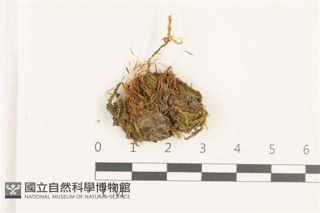 登錄號:B00017896藏品圖，第1張