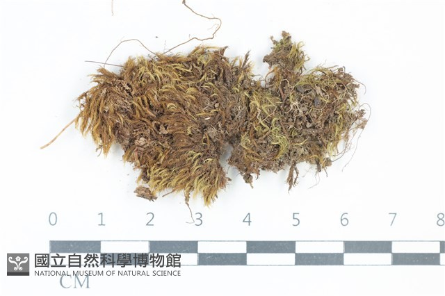 登錄號:B00015896藏品圖，第1張