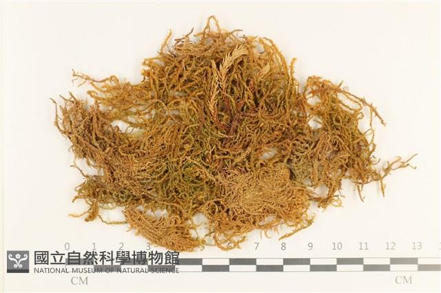 長葉牛角蘚藏品圖，第1張