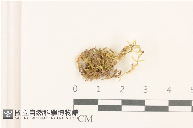登錄號:B00012946藏品圖，第1張