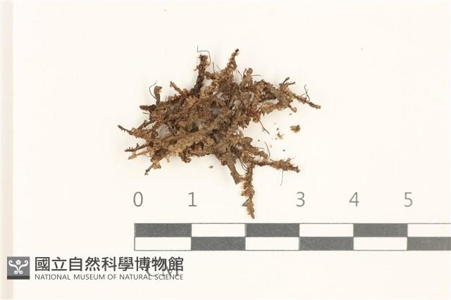 鞭苔,三裂鞭苔藏品圖，第1張