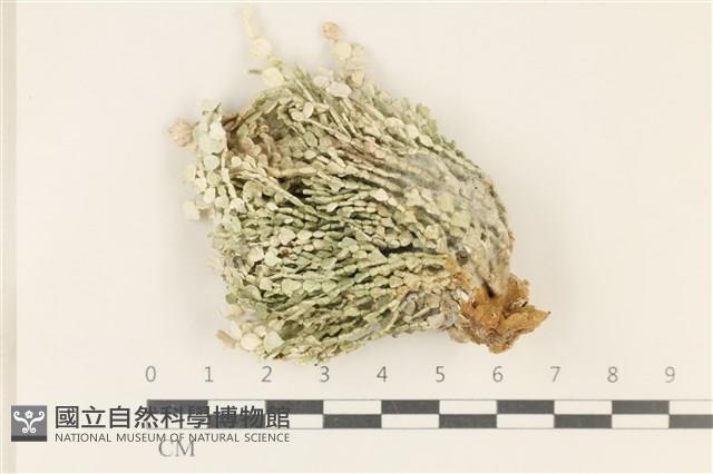 仙掌藻, 海仙人掌藏品圖，第1張