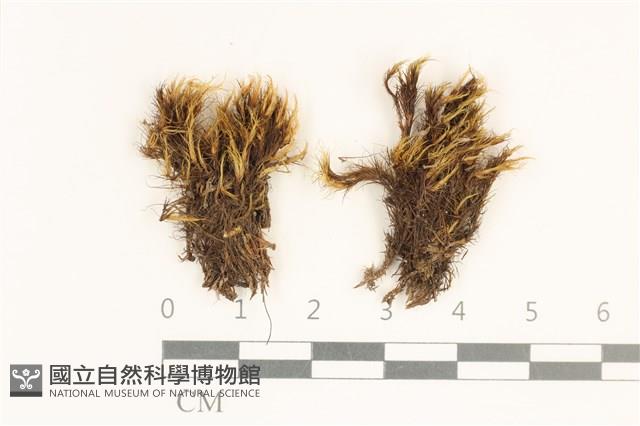 登錄號:B00002846藏品圖，第1張