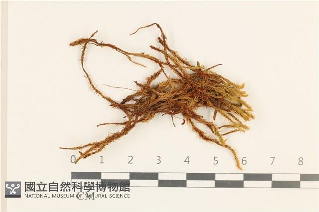 登錄號:B00014846藏品圖，第1張