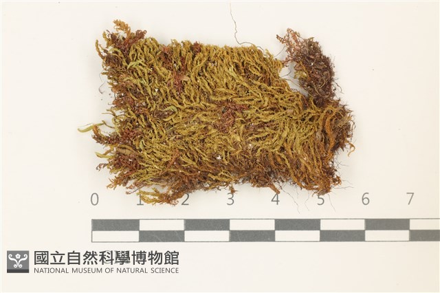 扭葉叢本蘚藏品圖，第1張