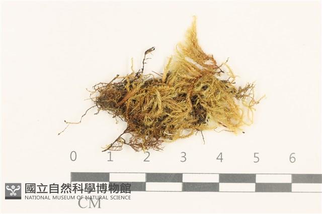 登錄號:B00015846藏品圖，第1張