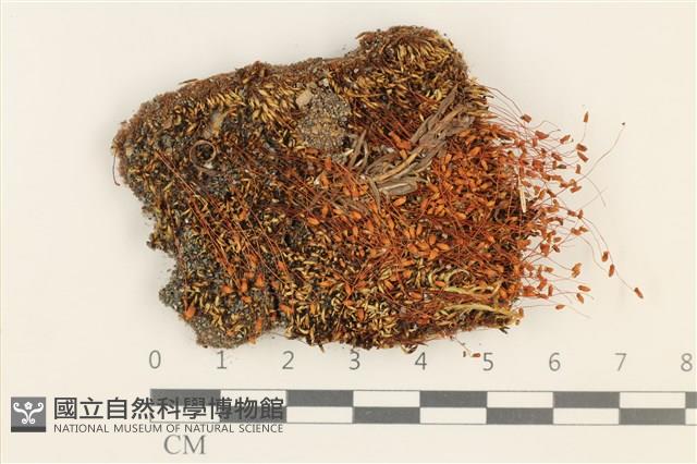 極地真蘚藏品圖，第1張