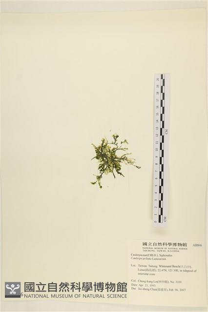 盾葉蕨藻藏品圖，第3張