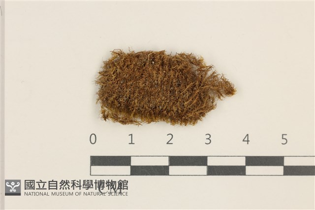登錄號:B00005066藏品圖，第1張
