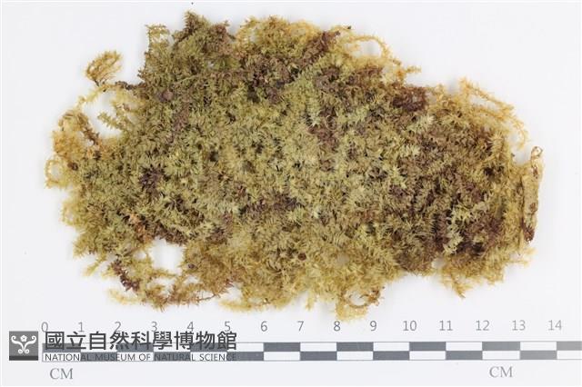 大灰氣蘚藏品圖，第1張