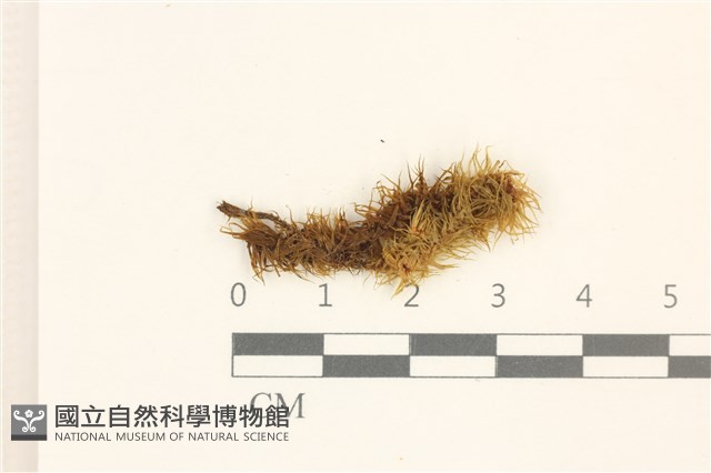 大熱澤蘚藏品圖，第1張