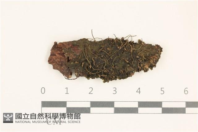 登錄號:B00003966藏品圖，第1張