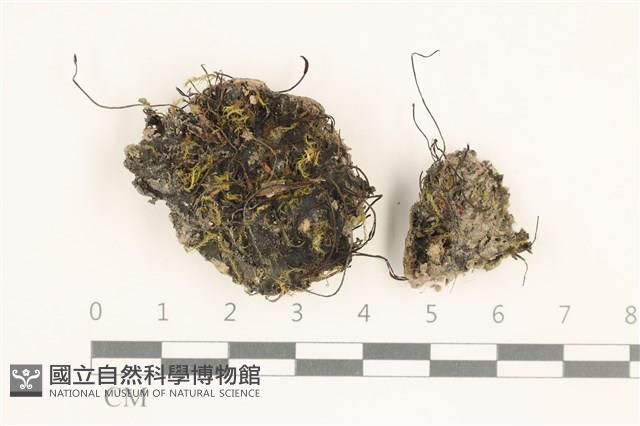 臺灣角苔藏品圖，第1張