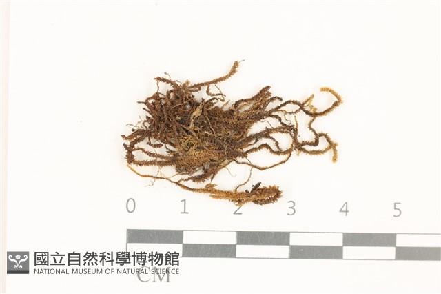 齒邊廣萼苔藏品圖，第1張