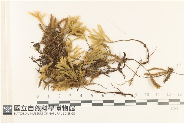 萬年蘚東亞亞種藏品圖，第1張