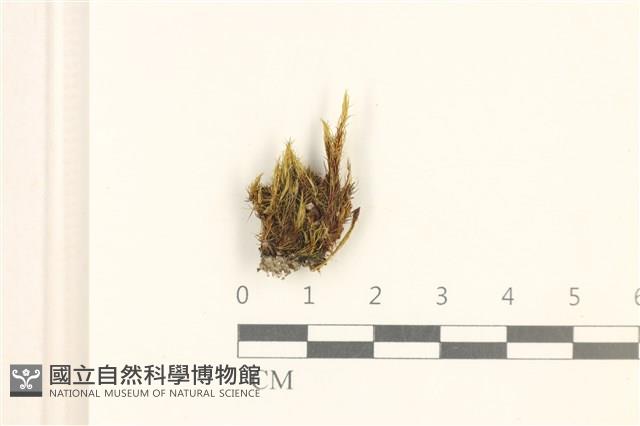 登錄號:B00012006藏品圖，第1張