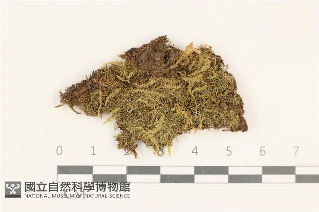 細葉櫛葉蘚, 毛葉梳蘚藏品圖，第1張
