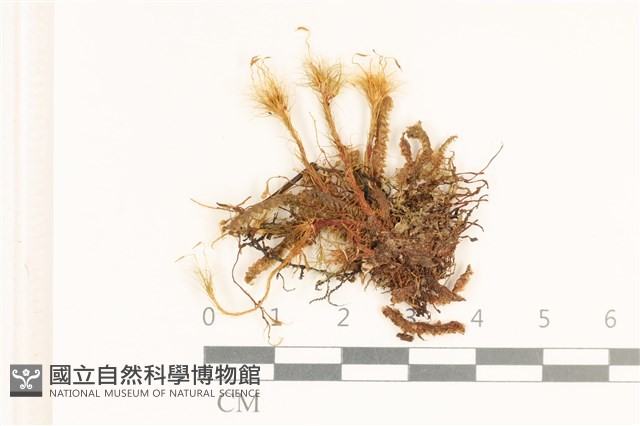 登錄號:B00004906藏品圖，第1張