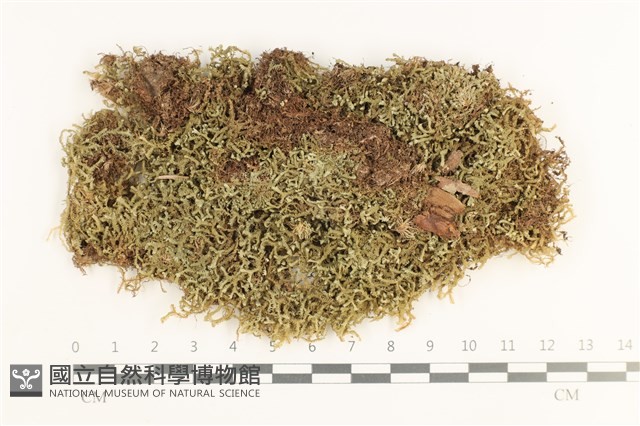 鞭苔,三裂鞭苔藏品圖，第1張