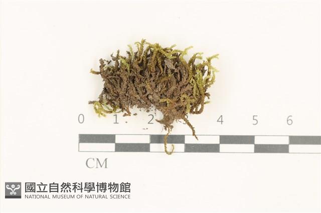 短尖燕尾蘚藏品圖，第1張