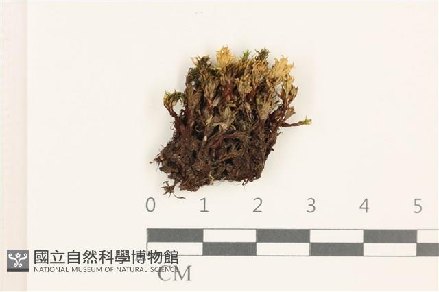 那霸短月蘚藏品圖，第1張