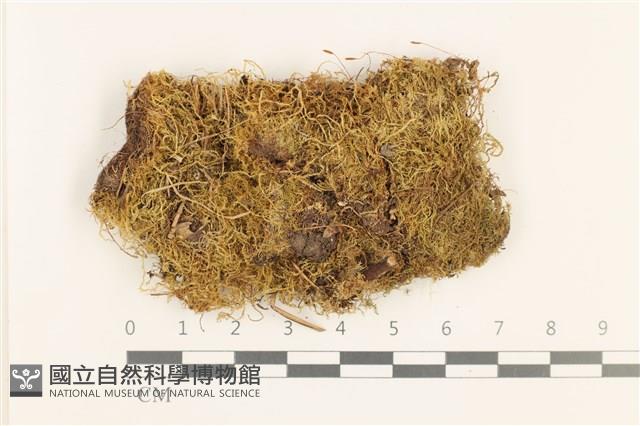 羽枝青蘚藏品圖，第1張