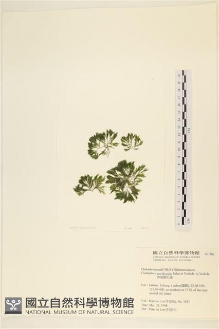 伸展剛毛藻藏品圖，第1張