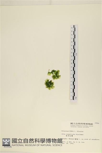 茶花石蓴, 牡丹菜藏品圖，第3張