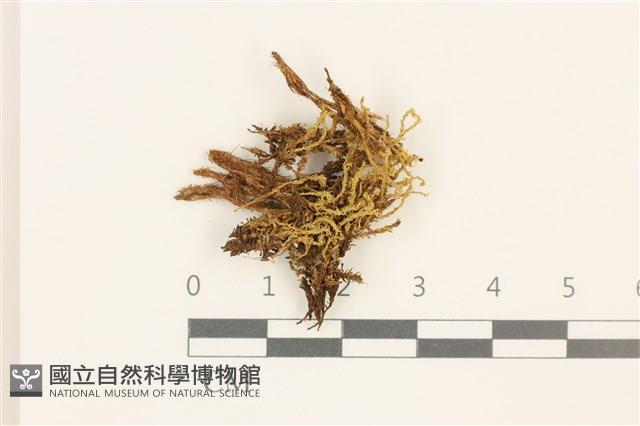 鋸齒紅葉蘚藏品圖，第1張