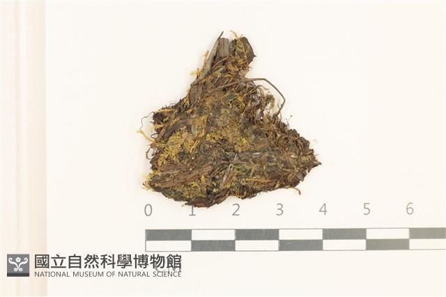 淡色裂萼苔藏品圖，第1張