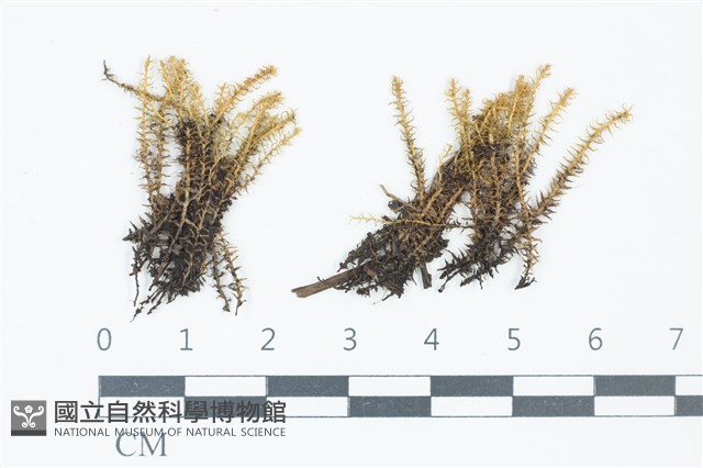 登錄號:B00010186藏品圖，第1張