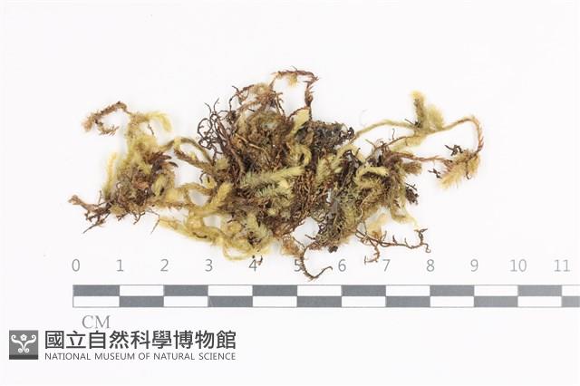 毛扭蘚藏品圖，第1張