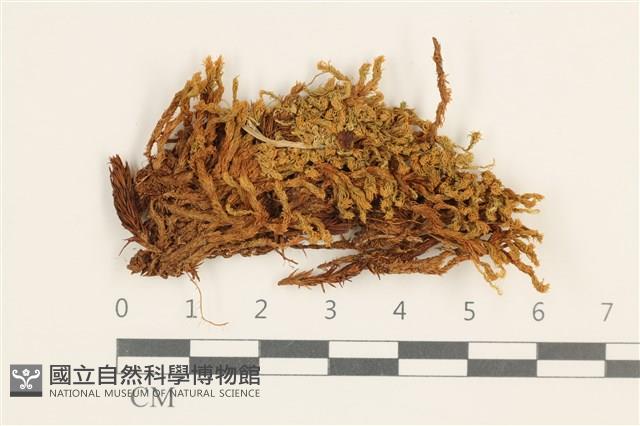 登錄號:B00002986藏品圖，第1張