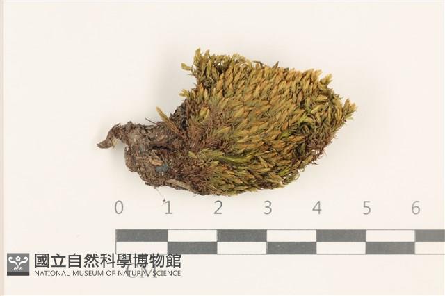 登錄號:B00011986藏品圖，第1張