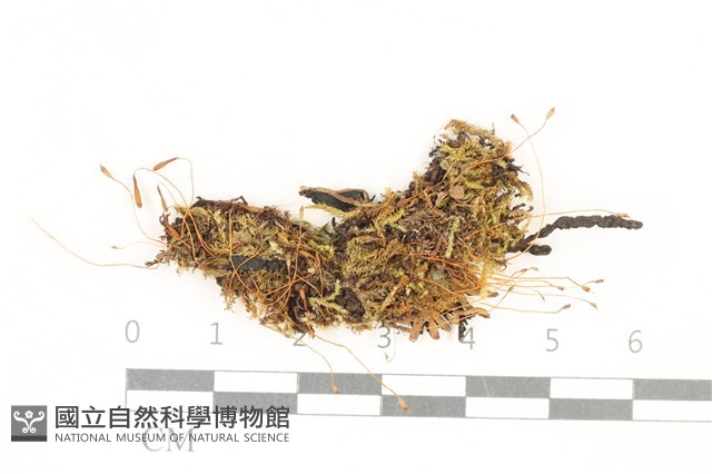 登錄號:B00014886藏品圖，第1張