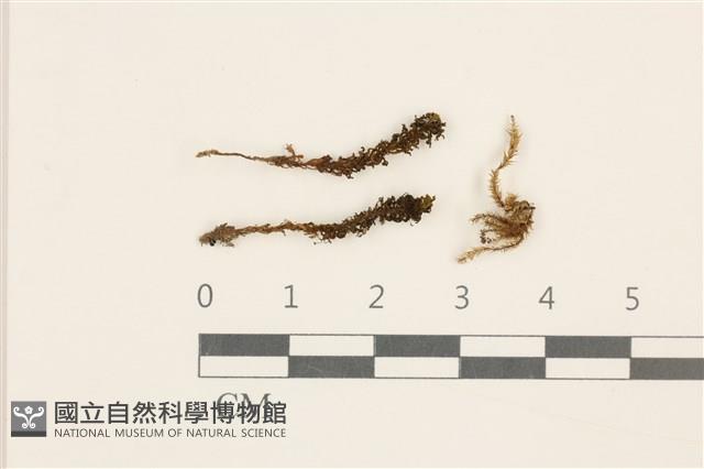 仙鶴蘚藏品圖，第1張