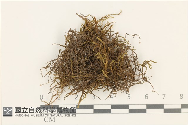 登錄號:B00014034藏品圖，第1張
