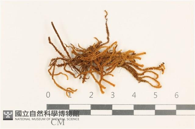 齒邊廣萼苔藏品圖，第1張