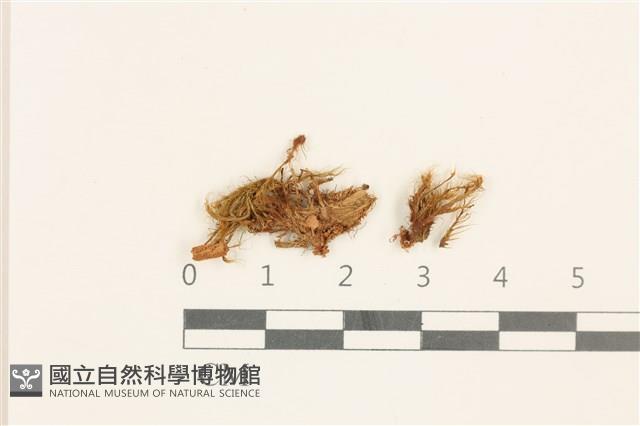 梨蒴曲柄蘚藏品圖，第1張