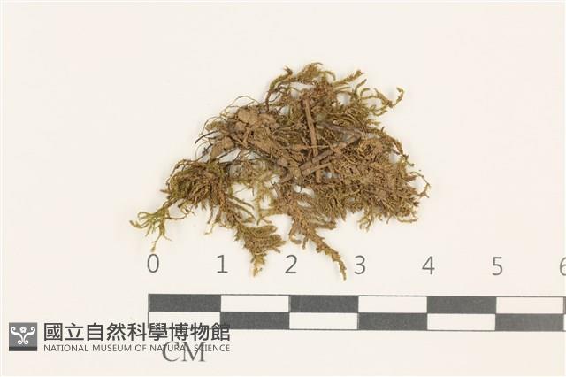 細枝青蘚藏品圖，第1張