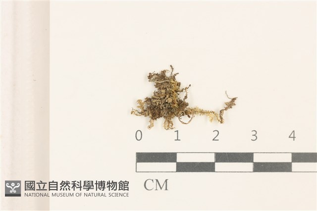 三角葉護蒴苔藏品圖，第1張