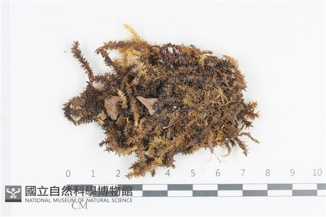 大灰氣蘚藏品圖，第1張